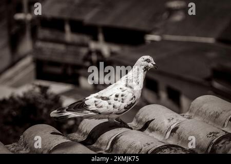 Vecchia foto in bianco e nero di piccione bianco sul tetto in Angra dos Reis in Brasile. Tempo caldo. Foto Stock