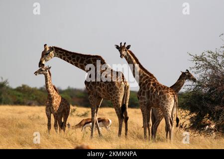 NAMIBIA, Regione di Kunene, Parco Nazionale di Etosha, giraffe e gazzelle di Thomson Foto Stock