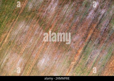 Grano danneggiato da gelo e malattie. Colture di colture agricole sono distrutte a causa dell'uso di pesticidi, erbicidi, o cattive condizioni atmosferiche, o. Foto Stock