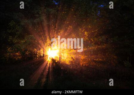 Luce magica tra i rami di alberi nella foresta notturna. Sfondo naturale astratto. Foto Stock