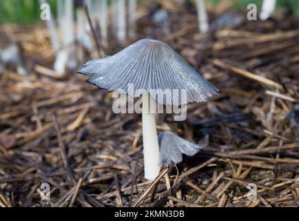 Un fungo con cappuccio d'inchiostro pieghettato, Parasola plicatilis, sotto conifere miste, a Troy, Montana. Divisione: Basidiomicota Classe: Agaricomycete Foto Stock