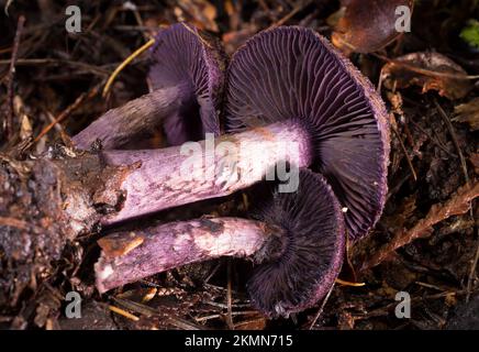 Le branchie e il gambo dei funghi violetti del cappuccio, Cortinarius violaceus, si sono trovati crescere lungo Treemile Creek, nelle montagne, ad ovest di Troy, Montana. C Foto Stock