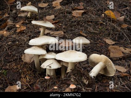 Funghi di pollo fritti, decastes di Lyophyllum, che crescono accanto a piccoli funghi di cofano d'arancia, Mycena acicula, sul pavimento della foresta sotto conifere miste Foto Stock