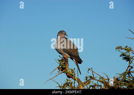 Primo piano di un bel lutto africano selvaggio dove appollaiato sul ramo di un albero nel deserto sudafricano. Girato durante il safari. Foto Stock