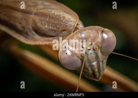 Primo piano della testa di una Mantide cinese femminile (Tenodera sinensis). Foto Stock