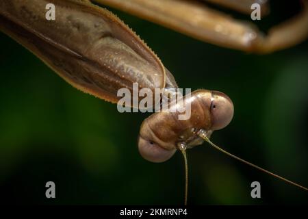 Primo piano degli occhi di una Mantide cinese femminile (Tenodera sinensis). Buona vista del pseudopupil. Foto Stock