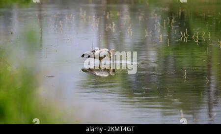 Cicogna asiatica di openbill nel suo habitat naturale, pesca nel torrente di acqua bassa, cicogna di lancio di un perfetto riflesso sulle acque, bella tra Foto Stock