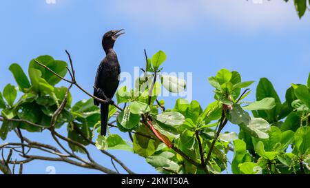 Il piccolo cormorano (Microcarbo niger) è appollaiato su un ramo d'albero. Foto Stock