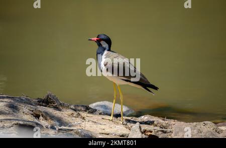 Lappagallo rosso in piedi sulla riva del lago. Foto Stock