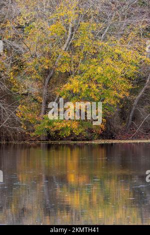 Fogliame autunnale riflesso in Abbotts Pond, Abbott's Mill Nature Center, Milford, Delaware Foto Stock