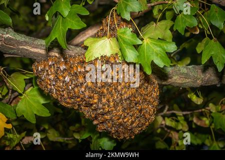 Uno sciame di api da miele occidentali (Apis mellifera) palla in su in un albero di acero. Raleigh, North Carolina. Foto Stock