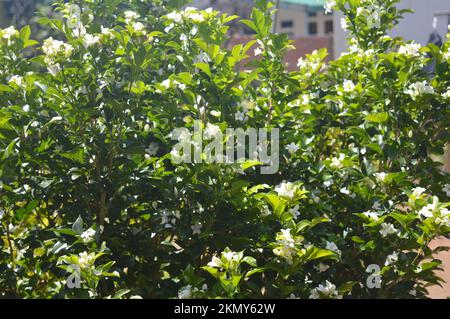 Fiori di gelsomino. Foto Stock