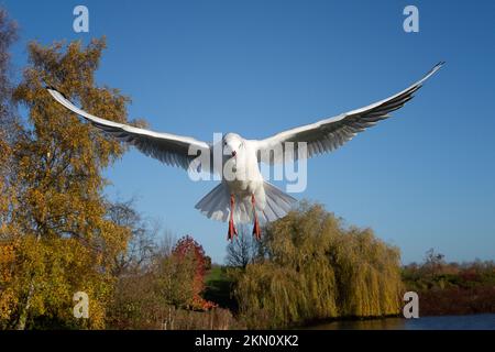 Un gabbiano catturato in volo volando verso la telecamera le sue ali sono sparse e sta guardando leggermente verso il basso Foto Stock