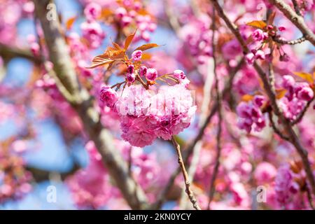 Krefeld - Vista sulla fioritura dei ciliegi in primavera, Renania Settentrionale Westfalia, Germania, 10.04.2020 Foto Stock