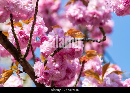 Krefeld - Vista sulla fioritura dei ciliegi in primavera, Renania Settentrionale Westfalia, Germania, 10.04.2020 Foto Stock