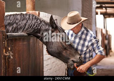 Il suo tempo di andare per un giro. Una mano di ranch di cura che si prende cura di un cavallo nella stalla. Foto Stock