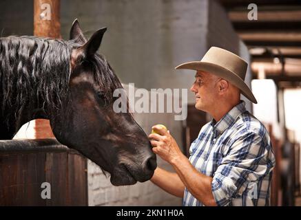 Il suo tempo di andare per un giro. Una mano di ranch di cura che si prende cura di un cavallo nella stalla. Foto Stock