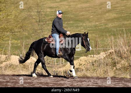 Stallone nero della razza occidentale American Quarter Horse durante l'allenamento in un galoppo su un'arena di equitazione, Renania-Palatinato, Germania, Europa Foto Stock