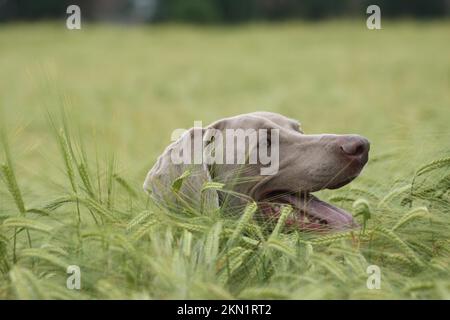 Cane da caccia Weimaraner in ritratto, Allgäu, Baviera, Germania, Europa Foto Stock