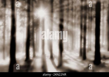 Wald bei Hinterzarten im Schwarzwald Foto Stock