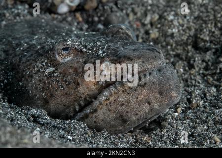 Serpente che attacca la sua testa fuori dalla sabbia alla base della barriera corallina Foto Stock