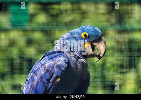 Hyacinth Macaw (Anodorhynchus hyacinthinus) in voliera, gabbia, avvenimento in Sud America, prigioniero, Germania, Europa Foto Stock