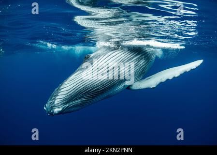 Megattere (Megaptera novaeangliae) sott'acqua nell'isola di Rurutu polinesia francese Foto Stock