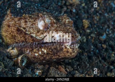 Serpente che attacca la sua testa fuori dalla sabbia alla base della barriera corallina Foto Stock