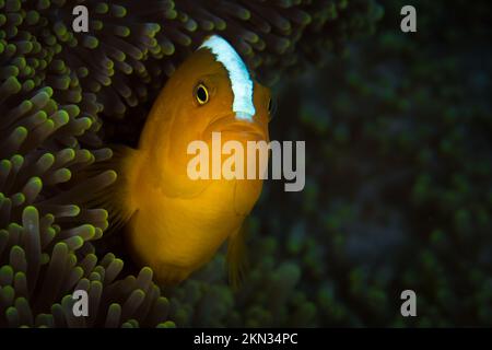 Pesce pagliaccio rosa skunk - nuotare sopra l'anemone sulla barriera corallina anemonefish - anfibrion perideraion Foto Stock