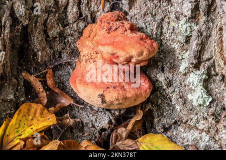 Young, Beefsteak fungus, Fistulina hepatica, New Forest, Hampshire, REGNO UNITO. Commestibile. Foto Stock