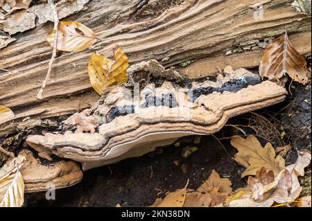 Artist's Fungus, New Forest, Hampshire, Regno Unito. In commestibile. Foto Stock