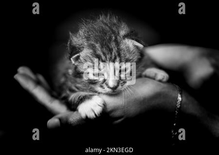 Cucciolo in una mano umana femminile. Gatto neonato di due settimane che si posa nelle mani di una donna. Fuoco selettivo sul piccolo animale domestico. Sembra curiosa. Foto Stock