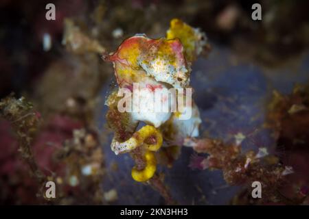 Pontohi pygmy cavalluccio marino sulla barriera corallina - Hippocampus pontohi Foto Stock