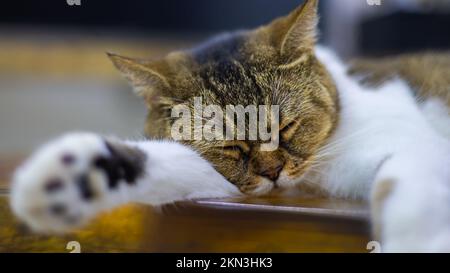 Un gatto addormentato. Gatto che dorme su un tavolo di legno. Primo piano ritratto su un gatto addormentato. Lei depone teneramente la testa sulla sua zampa. Bel gatto che dorme, re Foto Stock