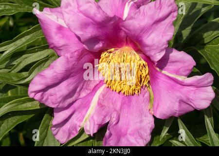 Bella, Rosa Paeonia anomala, Bloom Foto Stock
