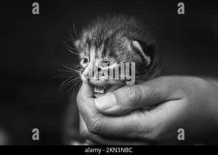 Cucciolo in una mano umana femminile. Gatto neonato di due settimane che si posa nelle mani di una donna. Fuoco selettivo sul piccolo animale domestico. Sembra curiosa. Foto Stock