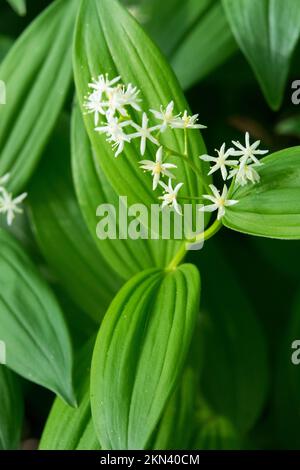 Foca di Salomone a pochi fiori, Maianthemum stellatum, Smilacina, Bianco, Smilac stellato, Fioritura Foto Stock