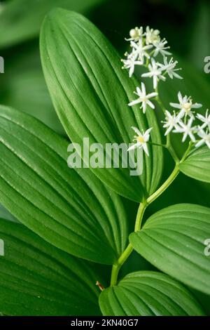 Bella, bianca, fioritura, Lily-of-the-Valley selvaggia, Starry Solomons Plume, Maianthemum stellatum, Star Solomons sigillo, pianta Foto Stock