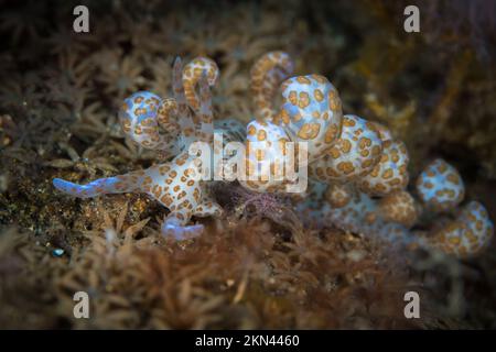 Nudibranca solare alimentato mare Foto Stock