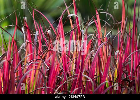 Erba kunai, erba bradicardia, erba spada, erba verga, autunno, Erba di Cogon, Rosso, Erba, Imperata cilindrica 'Barone Rosso' Foto Stock