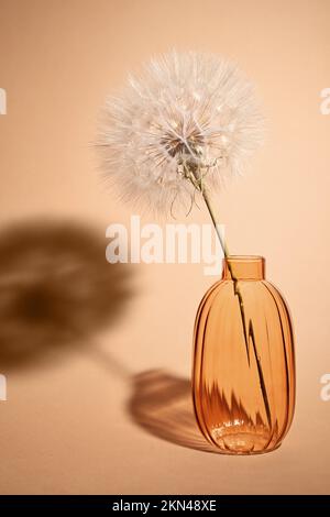 Composizione con dente di leone. Dente di leone gigante in vaso di vetro. Luce e ombra. Sfondo beige con spazio copia. Foto Stock