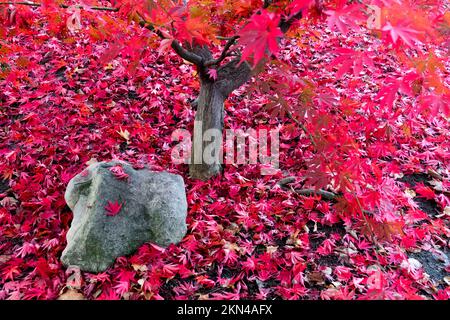 Autunno Acer palmatum foglie cadenti a terra in giardino foglie rosse pietra rosso autunno acero giapponese Acer palmatum caduto fogliame vista scena Foto Stock