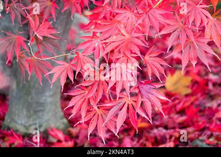 Autunno, acero, foglie, caduta, acero giapponese, albero, Acer palmatum, rosso, albero autunnale Foliage Foto Stock