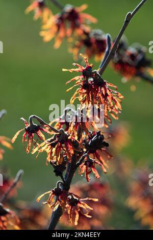Inverno Strega fiore di nocciolo, Hamamelis fioritura, Hamamelis Aurora, fiore su ramo Foto Stock