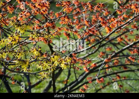 Arbusto, senza foglie, Inverno, Fiori sui rami, Hitch Hazel Tree, Hamamelis rosso 'Aurora' Hamamelis giallo 'pallida', bicolore, Hamamelis x intermedia Foto Stock