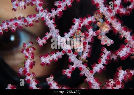 Subacquea femminile guardando Hippocampus bargibanti cavalluccio marino pygmy su gorgonian rosa Foto Stock