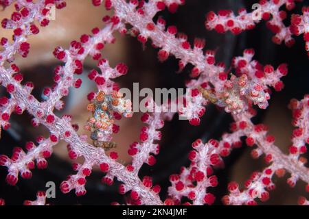 Subacquea femminile guardando Hippocampus bargibanti cavalluccio marino pygmy su gorgonian rosa Foto Stock