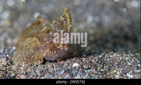 Pesce gatto nella sabbia alla base della barriera corallina - Foto Stock