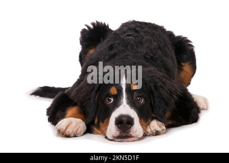 Cane di montagna Bernese isolato su sfondo bianco Foto Stock