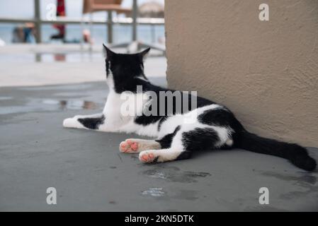 Piccolo gattino greco senzatetto nero e bianco gatto Basking al sole su Wet Road dopo la pioggia. Moraitika, Corfù, Grecia. Profondità di campo bassa Foto Stock